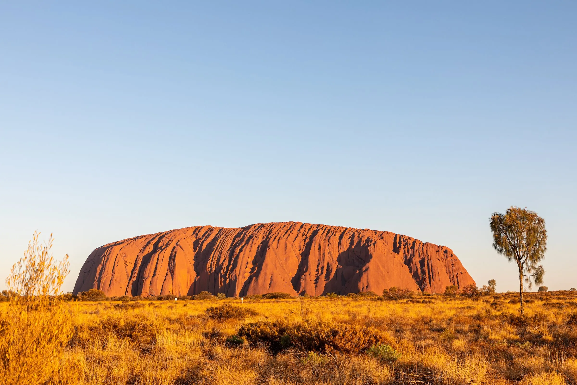 Uluru au coucher du soleil, herbes dorées et arbre isolé au premier plan