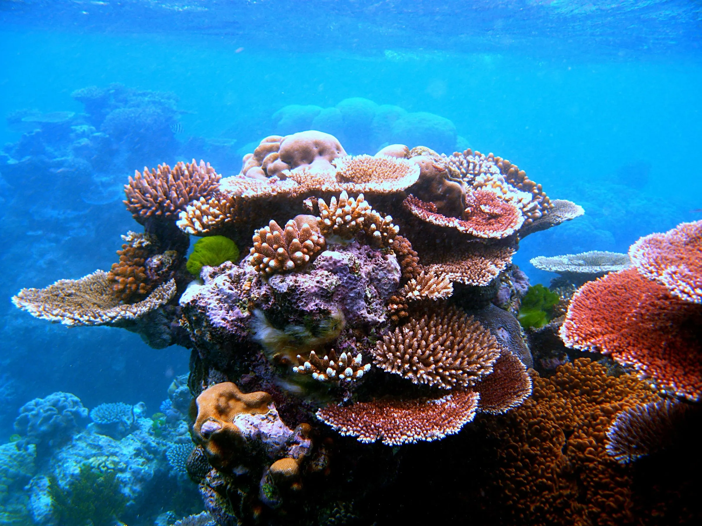 Massif de coraux sous l’eau à Flynn Reef, sur la Grande Barrière, au large de Cairns