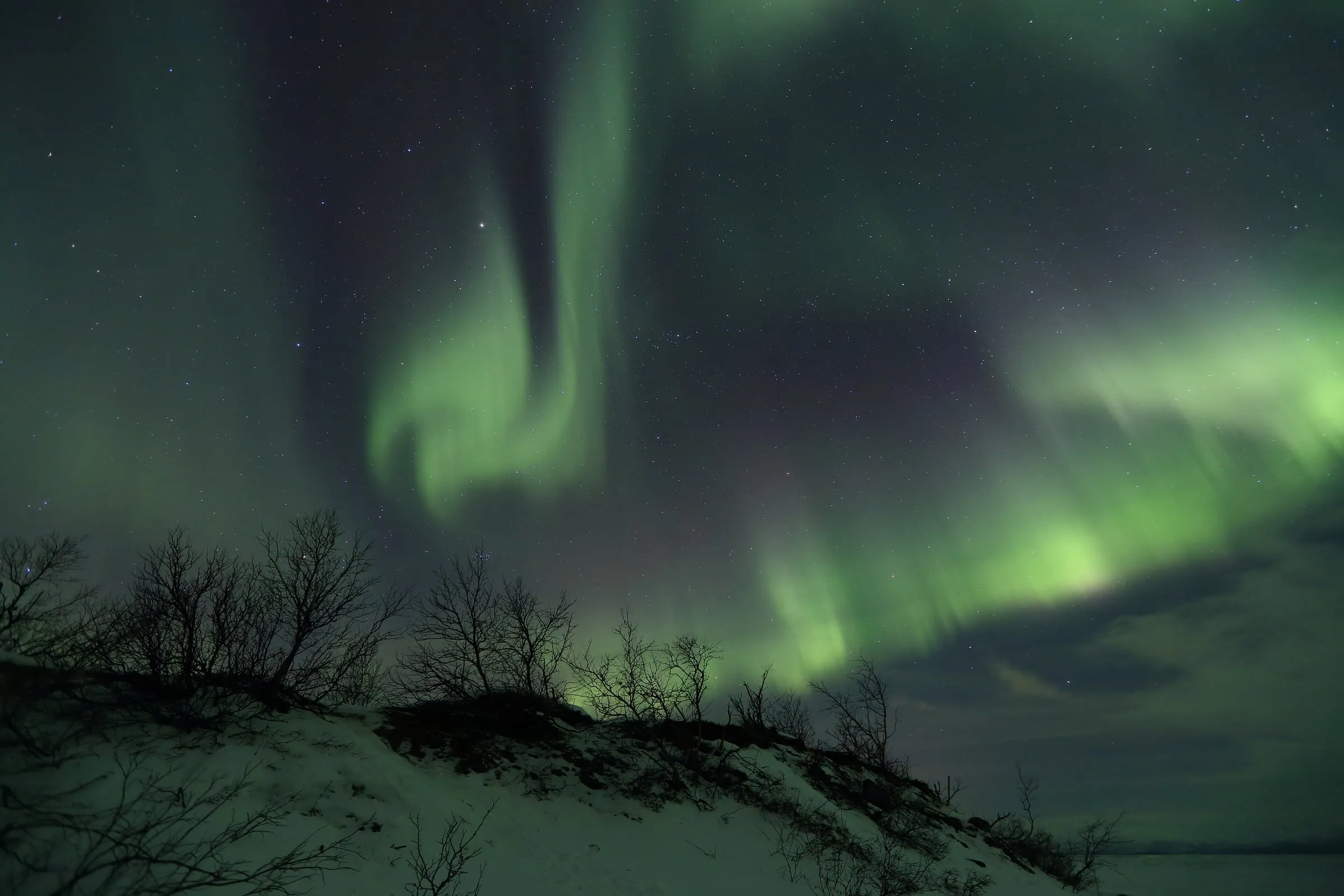 Aurore boréale verte au-dessus du lac Torneträsk et des bouleaux enneigés d’Abisko